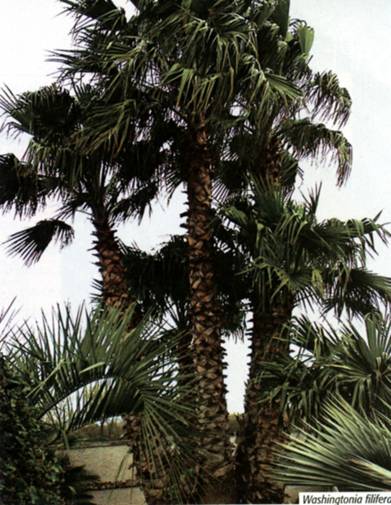 Washingtonia filifera