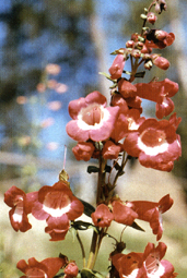 P. 'Schoenholtzeri'