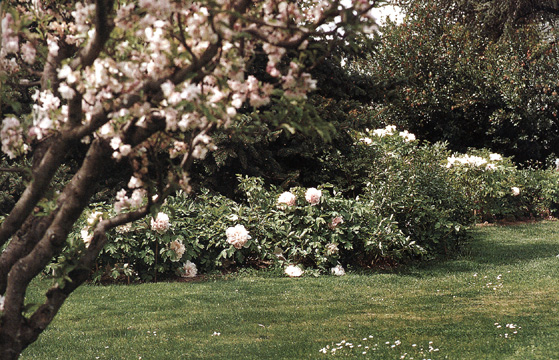 Una bordura di peonie 'Rosa di Zhao'