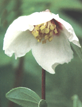 P.maculatus'Mexican Jewel'