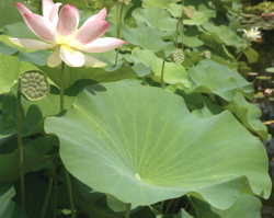 Le piante che amano lacqua Fiori acquatici nomi
