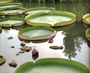 Le piante che amano lacqua Fiori acquatici nomi