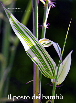 Hibanobambusa tranquillans 'Shiroshima'