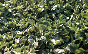 Dichondra repens