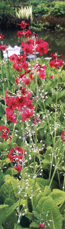 Primula pulverulenta