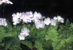 P.sieboldii'Fantasy'