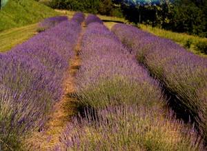 Profumo Di Lavanda