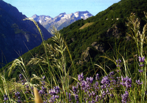 lavanda spontanea sul monte Ray-Valle Gesso