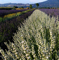 riposanti filari multicolori di lavanda