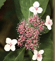 H. serrata 'Oamacha'