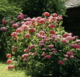 H. macrophylla 'Général Vicomtesse de Vibraye'