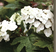 H. quercifolia