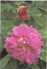 Rosa 'Roseraie de l'Haÿ'