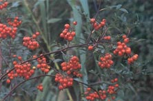 I cinòrrodi di Rosa glauca