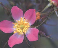 Rosa glauca