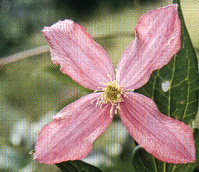 C. montana 'Rubens'