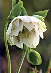 H.'Double Flowers Guttatus White'