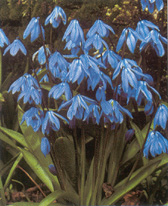 Scilla siberica 'Spring Beauty'