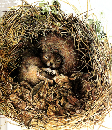 Sciurus vulgaris, raggomitolato su se stesso, passa l'inverno nascosto in un albero