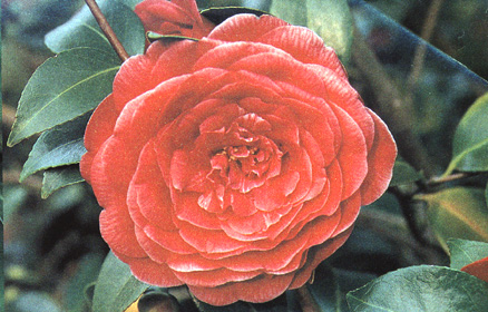 Camelia japonica 'Glenn 40'