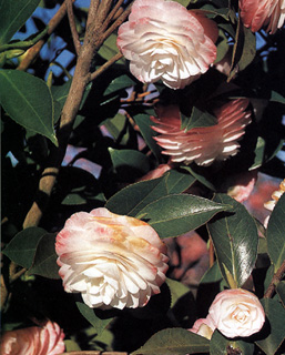 C. japonica 'Grace Albritton'