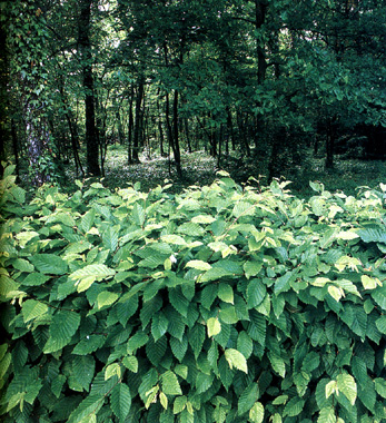 Siepe di carpino bianco (Carpinus betulus)