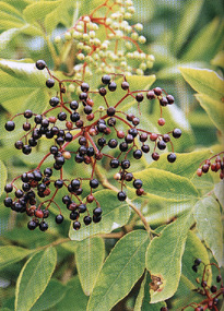 Un grappolo di bacche di sambuco (Sambucus)