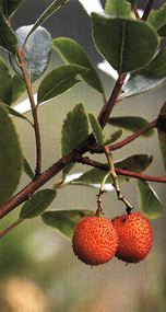 I frutti maturi del corbezzolo (Arbutus unedo)