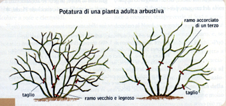 Quando Potare Stella Di Natale.Stelle E Campanelle