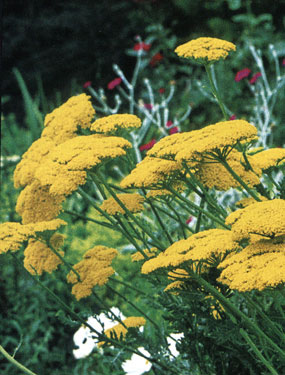 Achillea.jpg