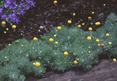 Cotula hispida: infiorescenze gialle come teste di spillo di 1/2 cm di diametro che spuntano da un cuscino simile a muschio argentato