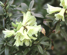 Rhododendron 'Yellow Hammer'