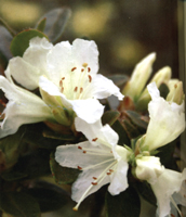Rhododendron ' 'Cream Crest'