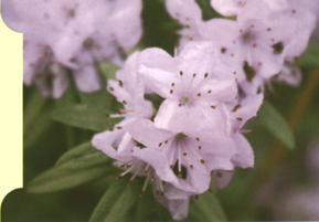 Rhododendron 'Joker'