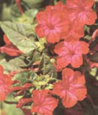 Mirabilis jalapa