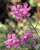 Lunaria annua