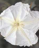 Ipomoea bonae-noctis