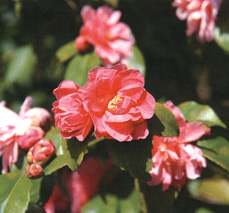 Camellia lutchuensis x cuspidata 'Fragrant Pink' in coltivazione a fine marzo a Orta (NO)