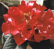 C. reticulata 'Large Crimson'