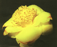 Camellia petelotii