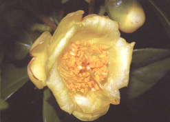 Camellia nitidissima