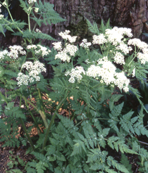 Cerfoglio (Myrrhis odorata)