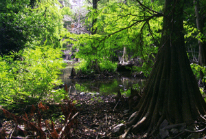 Taxodium disticum,  Isola del Garda