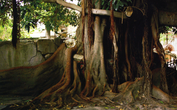 Ficus macrophilla