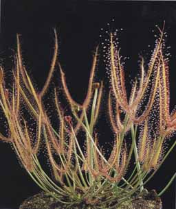 Drosera binata