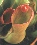 Heliamphora heterodoxa x H. minor