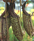 Nepenthes  maxima