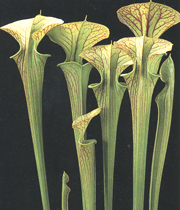 Sarracenia flava