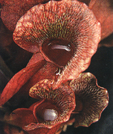 Sarracenia purpurea