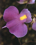 Utricularia longifolia